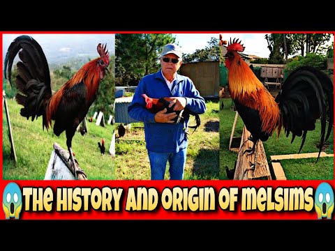The history and origin of melsims black chicken.
