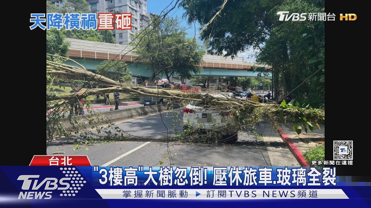 「3樓高」大樹忽倒! 壓休旅車、玻璃全裂