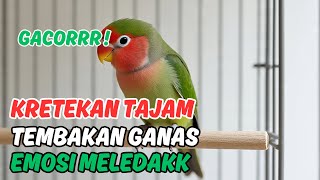 Download lagu RAHASIA SUARA PANCINGAN LOVEBIRD FIGHTER | Terbukti Bikin Gacor Hingga 10 Menit Nonstop!! mp3