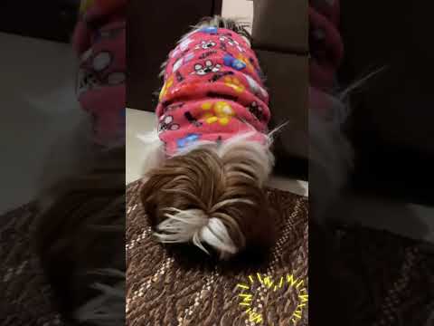 Journey | #cute #funny #baby #parents #children #love #puppy #pets