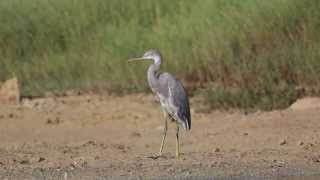 preview picture of video 'Western Reef Heron and other shorebirds'