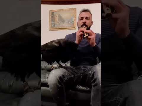 Man Plays Flute While Raven Sings Along