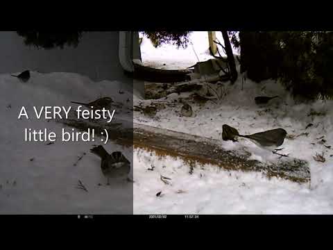 Feisty Song Sparrow at the Ground Feeder