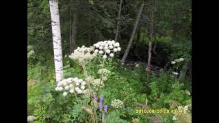 SATAVUOTIAS / Suomi 100 , Runolaulu