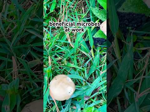 Mushrooms On My Lawn #garden #homesteadgarden #backyardgardening #organicgardening #organicfood