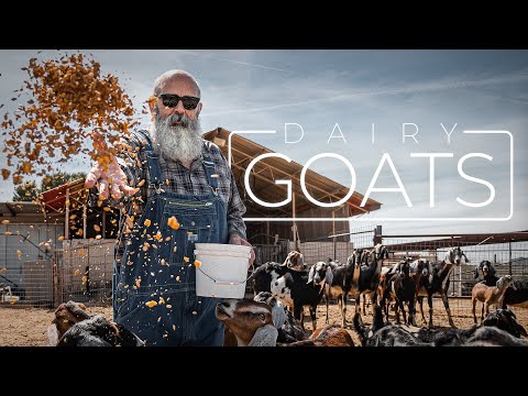 Doing Dairy Right with Nubian Goat Milk | PARAGRAPHIC