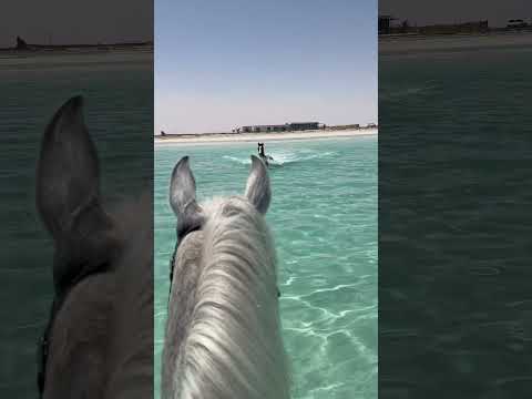 Pure Freedom: Horse Racing Through Water.