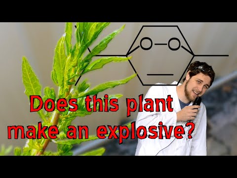 Epazote: a herb with explosives?