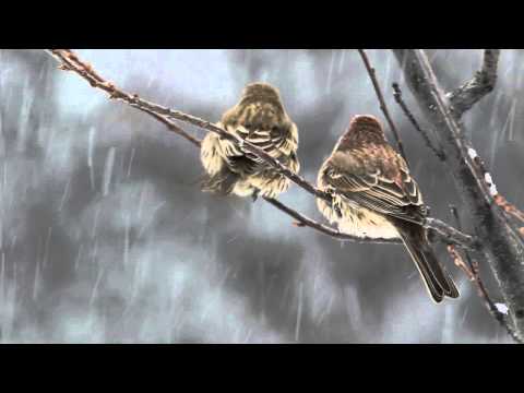 Minute of Wonder: Winter Finches