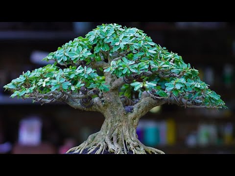 INSPIRASI BONSA SAENG SIMBUR JUARA