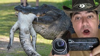Gator eating Gator