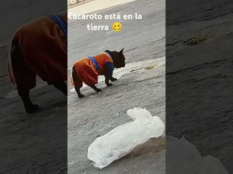 la reencarnación de cacaroto