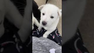 Shepherd Husky Puppies Videos