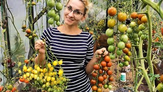 Томаты Хан Описание Сорта Фото Отзывы Томаты Хан Описание Сорта Фото Отзывы