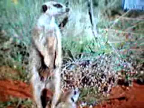 How live in KALAHARI DESART by MILKCAT and how those CATs