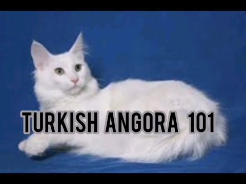 Turkish angora cats 101
