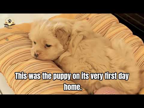 She Didn’t Abandon Her Puppy… She Was Trying to Save It