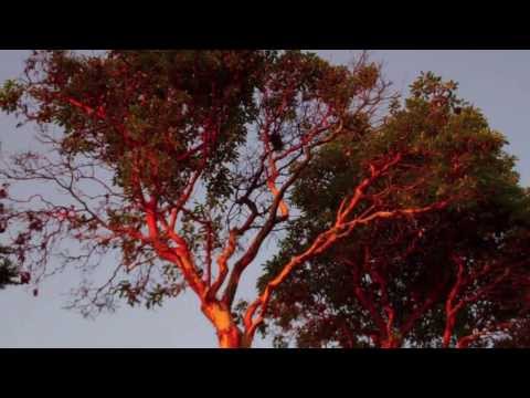 Korunou Si Hodím-Vance Sova-Tribute to Karel Gott-Vancouver Video