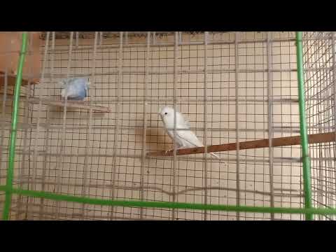 helicopter adalat pairs available just 1500only 9500340849