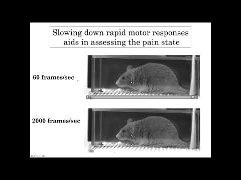 AnaBios Webinar | Development of Mouse Pain Scales to Unlock Sensory & Motivational Drives of Pain