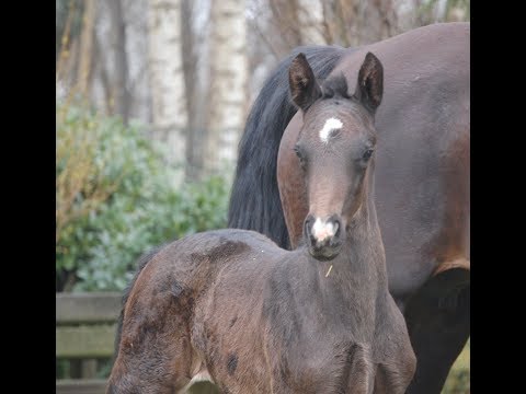 2018 filly by SENSATION with great movements mare is also for sale www.sporthorses-online.com