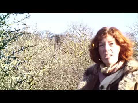 Die Schlehe und ihre Heilwirkung