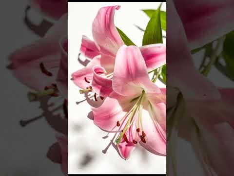 Nature Beauty🌾🌾🌿🌿🌺🥀🙏🙏🙏