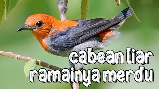 Download lagu Burung cabean gacor dan ramai di alam liar mp3