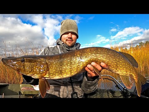 108 CM/7,5 KG HAUKI JA MONTA MUUTA KALAA - KALAREISSUJA VIIMEVIIKOILTA