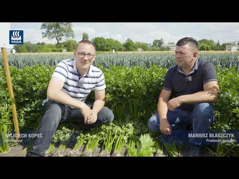 Nawożenie warzyw polowych wg Yara - SELER