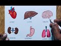 Human internal organs drawing/ Easy way to draw human internal organs