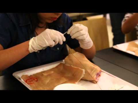 Sutura chirurgica. Materiali e tecniche