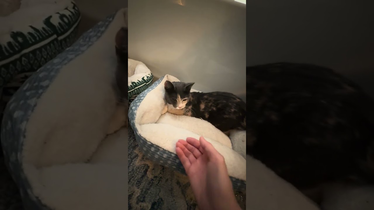 Enlarge Agatha, a ADOPTABLE Tortoiseshell in CANONSBURG, PA video 4/4