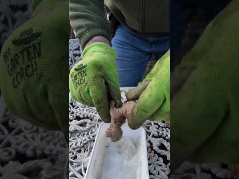Ingwer-Saison startet: Dein Guide für den Anbau!