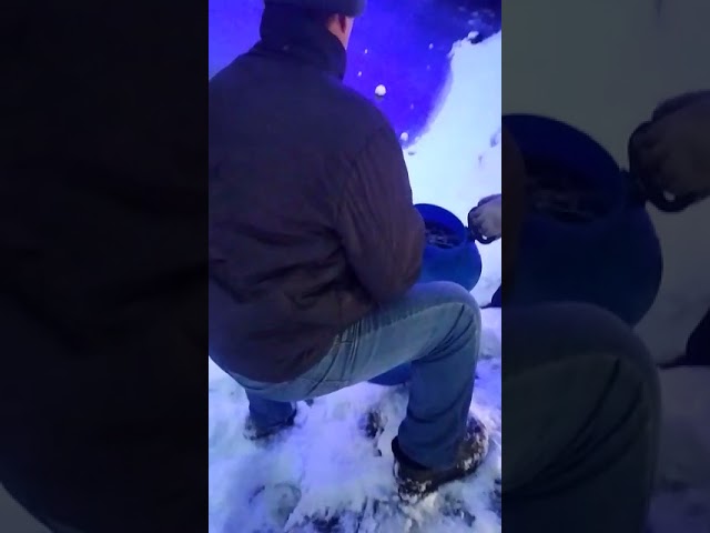 Мазилин урамында инешкә ак амур һәм толстолобик маймычлары җибәрделәр