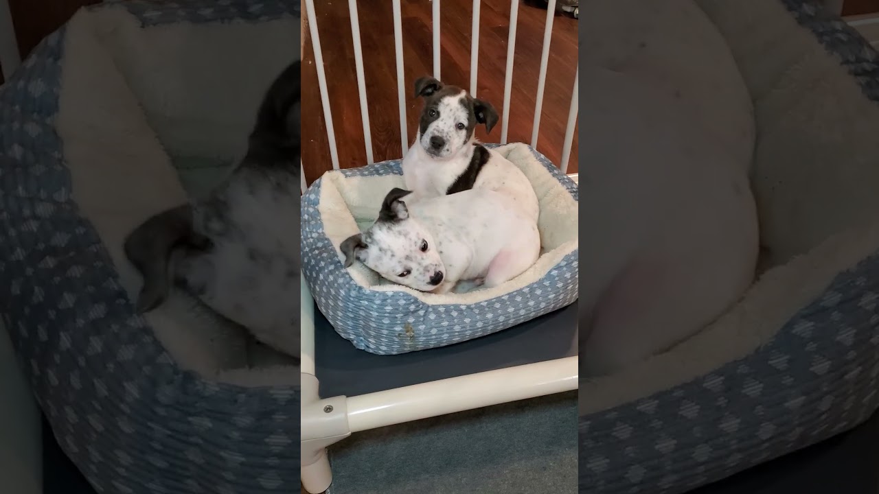 Enlarge Mike , a Adoptable mixed breed in Blairstown, NJ video 6/6