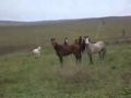 бегают кони 