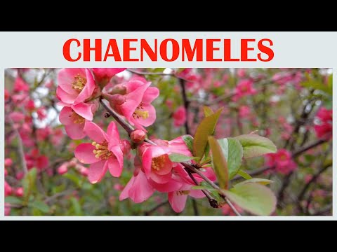 The Enchanting Charm of the Chaenomeles Flower,  flower scenery, beautiful flowers