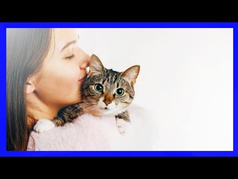 Usa este sonido y tu gato vendra a ti