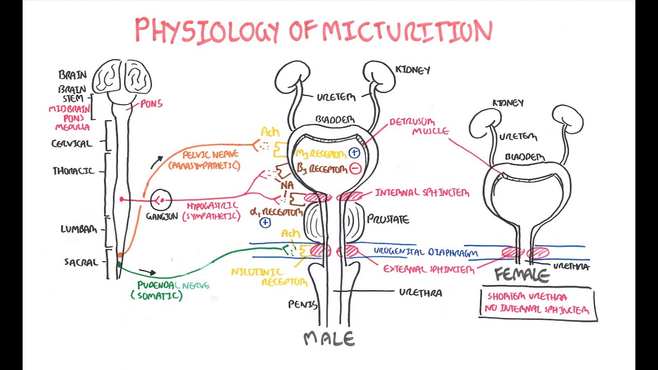Physiology of Micturition