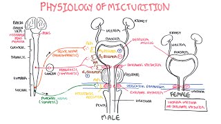 Physiology of Micturition