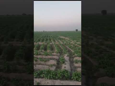 Celebrating Success: Potato Harvest in Our Green Land Farm 🎉🥔🌿