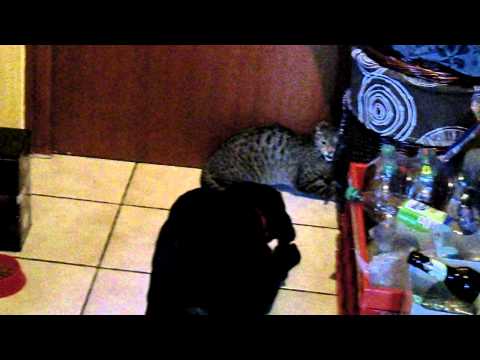 In die Ecke gedrängt.AVI