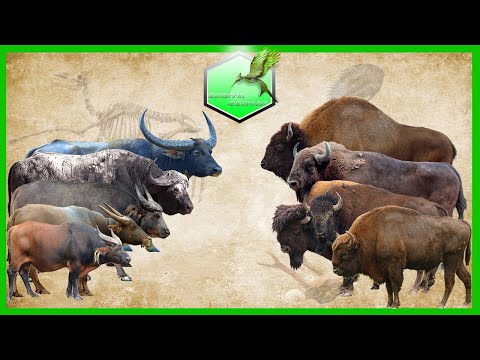, title : 'Bison vs Buffalo Size Comparison Living Extinct'