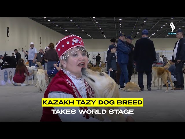 Kazakh Tazy dog breed takes world stage