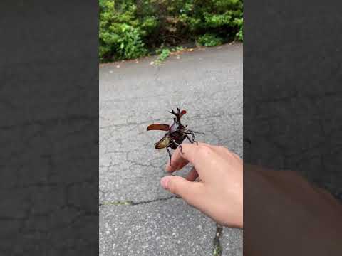 カリウム石鹸を使ってアブラムシに対して何をすべきか