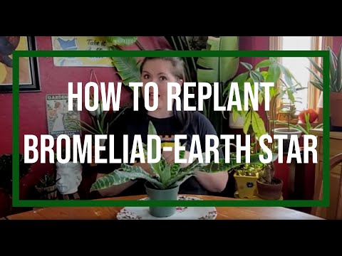 How to replant Bromeliad-Earth Star
