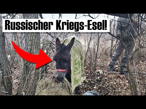 Setzt Russland jetzt Esel ein, weil seine Soldaten zu hart saufen?!