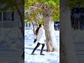 Just For This Music Apple Penne Neeyaaro By SelfieShalu
