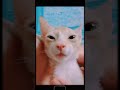 After Cleaning Mah Feys Am I Cute Hooman ️